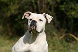 BOULEDOGUE AMERICAIN 320